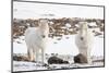 Icelandic Horse with Typical Winter Coat, Iceland-Martin Zwick-Mounted Photographic Print