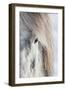 Icelandic Horse with Typical Winter Coat, Iceland-Martin Zwick-Framed Photographic Print