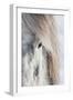 Icelandic Horse with Typical Winter Coat, Iceland-Martin Zwick-Framed Photographic Print