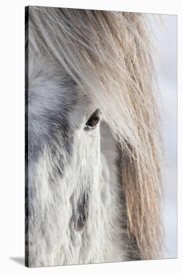 Icelandic Horse with Typical Winter Coat, Iceland-Martin Zwick-Stretched Canvas