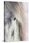 Icelandic Horse with Typical Winter Coat, Iceland-Martin Zwick-Stretched Canvas