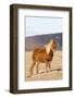 Icelandic Horse with Winter Coat,Near Leirubakki, Mount Hekla, Iceland-Martin Zwick-Framed Photographic Print