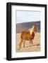 Icelandic Horse with Winter Coat,Near Leirubakki, Mount Hekla, Iceland-Martin Zwick-Framed Photographic Print