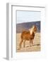 Icelandic Horse with Winter Coat,Near Leirubakki, Mount Hekla, Iceland-Martin Zwick-Framed Photographic Print