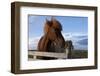 Icelandic Horses, Gullfoss-Paul Souders-Framed Photographic Print