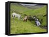 Icelandic Horses I-PHBurchett-Framed Stretched Canvas