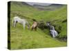 Icelandic Horses I-PHBurchett-Stretched Canvas