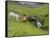 Icelandic Horses I-PHBurchett-Framed Stretched Canvas