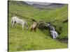 Icelandic Horses I-PHBurchett-Stretched Canvas