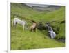 Icelandic Horses I-PHBurchett-Framed Photographic Print