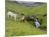 Icelandic Horses I-PHBurchett-Mounted Photographic Print