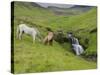 Icelandic Horses I-PHBurchett-Stretched Canvas