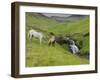 Icelandic Horses I-PHBurchett-Framed Photographic Print