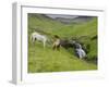 Icelandic Horses I-PHBurchett-Framed Photographic Print