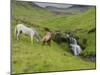 Icelandic Horses I-PHBurchett-Mounted Photographic Print