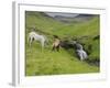 Icelandic Horses I-PHBurchett-Framed Photographic Print