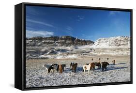 Icelandic Horses, Iceland, Polar Regions-Christian Kober-Framed Stretched Canvas