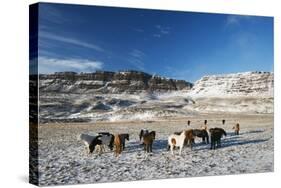 Icelandic Horses, Iceland, Polar Regions-Christian Kober-Stretched Canvas