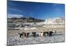 Icelandic Horses, Iceland, Polar Regions-Christian Kober-Mounted Photographic Print