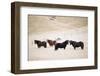 Icelandic Horses, Iceland, Polar Regions-Christian Kober-Framed Photographic Print