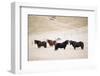 Icelandic Horses, Iceland, Polar Regions-Christian Kober-Framed Photographic Print