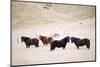 Icelandic Horses, Iceland, Polar Regions-Christian Kober-Mounted Photographic Print