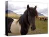 Icelandic Horses, Iceland-Lisa S. Engelbrecht-Stretched Canvas