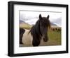 Icelandic Horses, Iceland-Lisa S. Engelbrecht-Framed Photographic Print