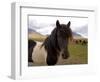 Icelandic Horses, Iceland-Lisa S. Engelbrecht-Framed Photographic Print