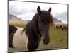 Icelandic Horses, Iceland-Lisa S. Engelbrecht-Mounted Photographic Print