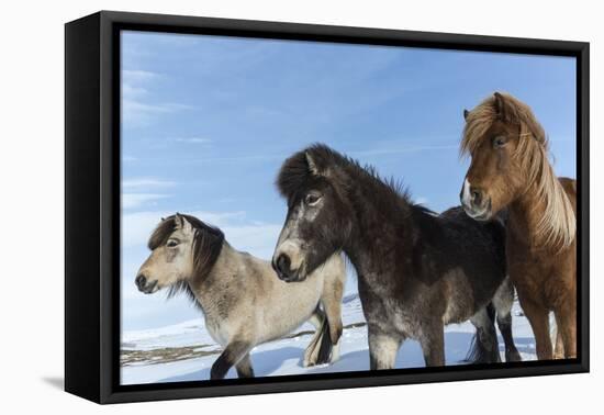 Icelandic horses, Iceland.-Bill Young-Framed Stretched Canvas