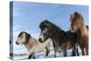 Icelandic horses, Iceland.-Bill Young-Stretched Canvas