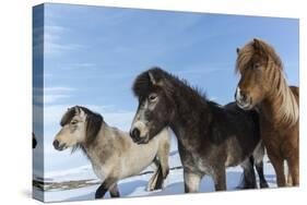 Icelandic horses, Iceland.-Bill Young-Stretched Canvas