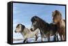 Icelandic horses, Iceland.-Bill Young-Framed Stretched Canvas