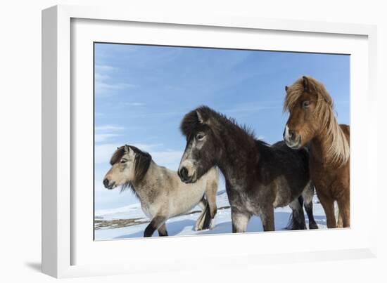 Icelandic horses, Iceland.-Bill Young-Framed Photographic Print