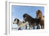 Icelandic horses, Iceland.-Bill Young-Framed Photographic Print