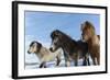 Icelandic horses, Iceland.-Bill Young-Framed Photographic Print