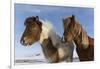 Icelandic horses, Iceland.-Bill Young-Framed Photographic Print