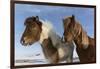 Icelandic horses, Iceland.-Bill Young-Framed Photographic Print