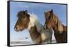 Icelandic horses, Iceland.-Bill Young-Framed Stretched Canvas
