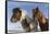 Icelandic horses, Iceland.-Bill Young-Framed Stretched Canvas