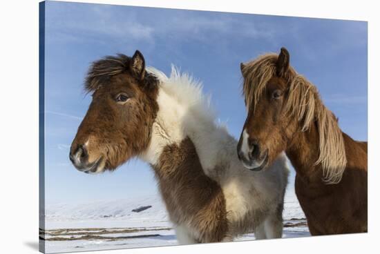 Icelandic horses, Iceland.-Bill Young-Stretched Canvas