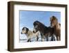 Icelandic horses, Iceland.-Bill Young-Framed Photographic Print