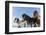 Icelandic horses, Iceland.-Bill Young-Framed Photographic Print