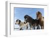 Icelandic horses, Iceland.-Bill Young-Framed Photographic Print