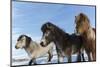 Icelandic horses, Iceland.-Bill Young-Mounted Photographic Print