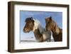 Icelandic horses, Iceland.-Bill Young-Framed Photographic Print