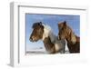 Icelandic horses, Iceland.-Bill Young-Framed Photographic Print