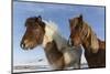 Icelandic horses, Iceland.-Bill Young-Mounted Photographic Print