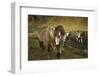 Icelandic horses, Iceland-Art Wolfe-Framed Photographic Print